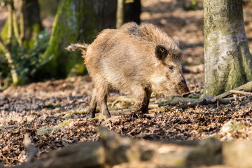 Wild Boar (sus scrofa scrofa) in the forest among trees - wild boar enclosure, Germany