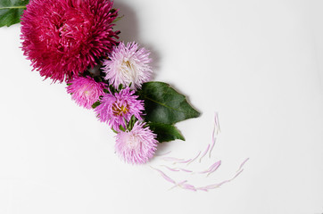 Creative background with chrysanthemum and dahlia flowers. Floral border flat lay concept