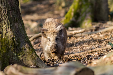 Wild Boar (sus scrofa scrofa) in the forest among trees - wild boar enclosure, Germany