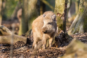 Naklejka premium Wild Boar (sus scrofa scrofa) in the forest among trees - wild boar enclosure, Germany