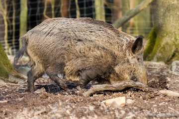 Wild Boar (sus scrofa scrofa) searching for food - wild boar enclosure, Germany