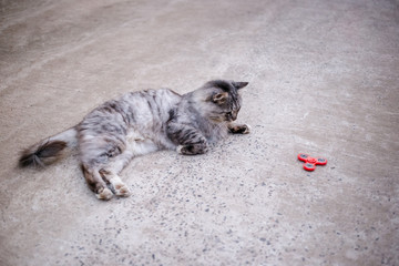 Red fidget spinner and gray cat.