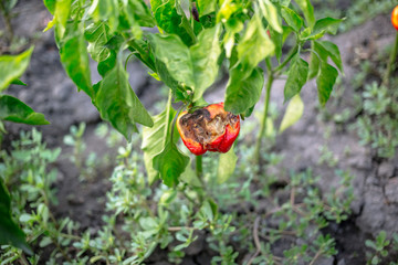 Rotten red bell pepper in the garden