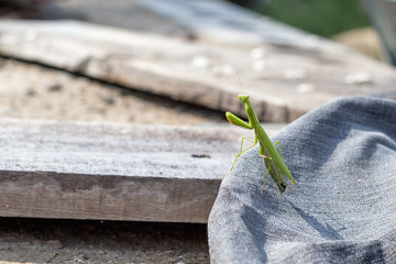 European Mantis or Praying Mantis, Mantis religiosa