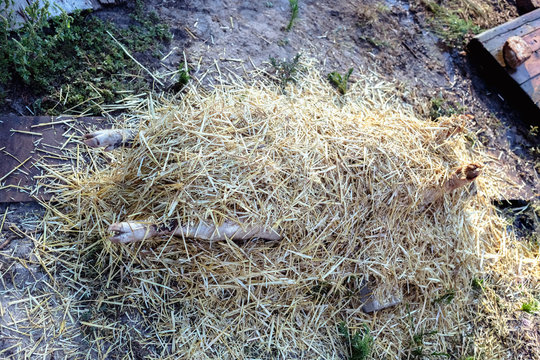 Burning pig hair off with dry straw before the butchering.