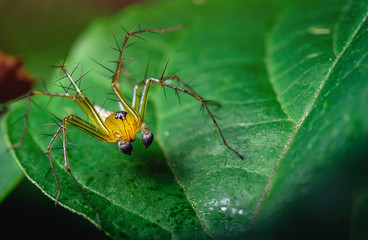 Jumping spiders have orange, beautiful black on green leaves.