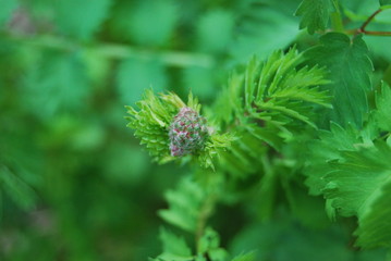 Blütenknospen Pimpernelle, Kleiner Wiesenknopf (Sanguisorba minor)