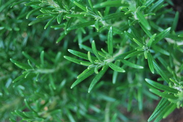 Rosmarin (Rosmarinus officinalis)