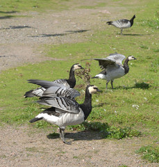 Flock of Barnacle geese (Branta leucopsis) feeding at Helsinki, Finland