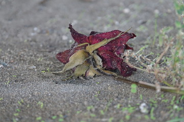 Rote Rosen Vergänglichkeit