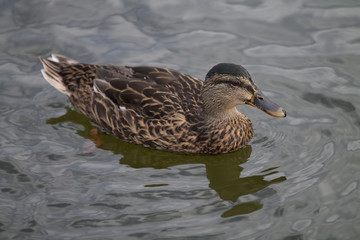 Canard