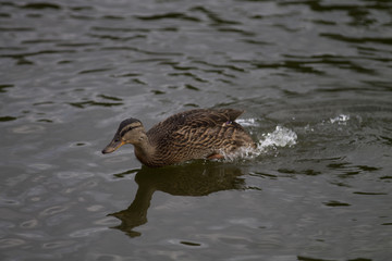 Canard