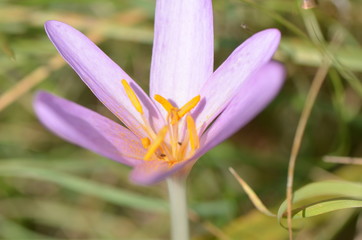 Fototapeta premium Colchique d'automne (Colchicum autumnale)
