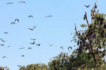 Bats flying during the day