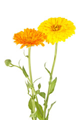 Two beautiful calendula flowers with leaves and buds isolated on a white background