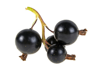 Branch of black currant on a white background