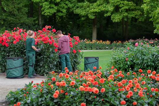 Gro&szlig;er Garten Dresden Dahliengarten Landschaftsg&auml;rtner bei der Arbeit