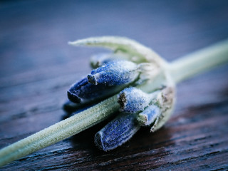 Lavender flower closeup