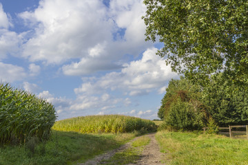 Maisfelder Anfang September in Ritterhude