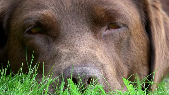 Schl&auml;friger Labrador, schlafen, Portrait, brauner Jagdhund