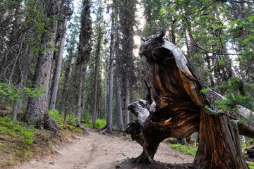 Rawson Lake Hiking Trail