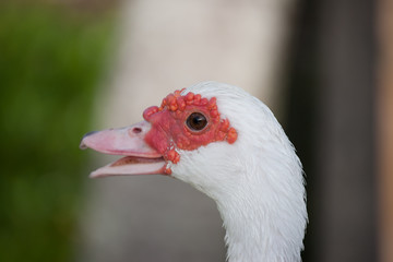 Muscovy Duck face very close