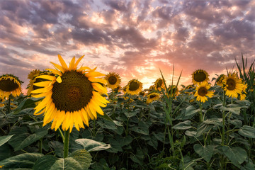 Sunflower close up under sunset in Tuscany, Italy