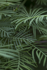 Ipomoea quamoclit flowers(cypress vine, cardinal climber, star glory) family Convolvulaceae.