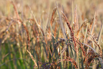 Black glutinous rice (purple rice) field with flower