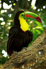 Toucan, Colombia