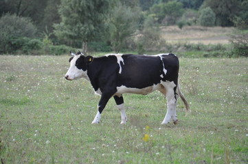 krowa 3 © Andrew