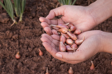 Hand of woman farmer seeding onions in organic vegetable garden, Close up of hand planting seed in soil.