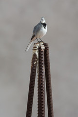 White wagtail