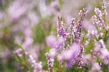 Flowers of heather close up