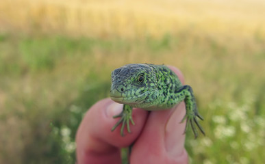 European green lizard in hand.