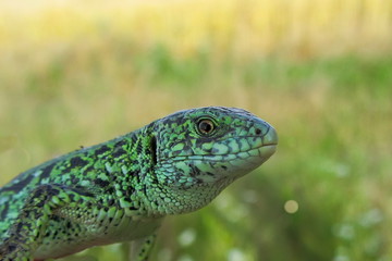 European green lizard