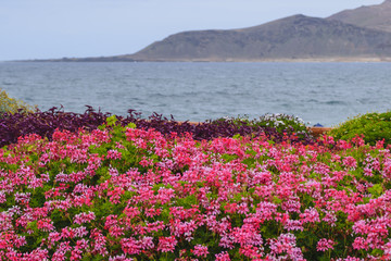 Many Pink Flowers on Grand Canary, Canary Islands