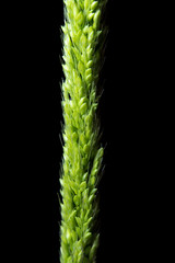 Close up the freshness jungle rice weed on black backgroud