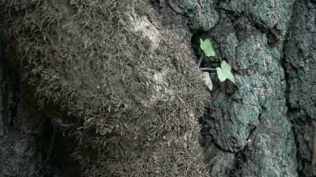 Efeu an Eichenstamm, Kletterpflanze, Rankpflanze, Adventivwurzeln, Hedera helix, Quercus, Eiche