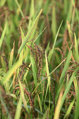 Agriculture. Close up of rice growing in a paddy field.