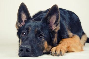 Sad German shepherd against a gray background (selective focus on the dog eyes), retro style