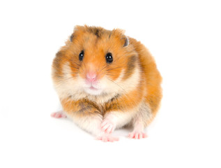 Scared Syrian hamster with a funny expression (isolated on white)