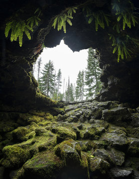 View of trees seen through Ole's Cave