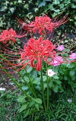 lycoris radiata