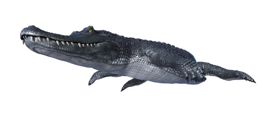 Fototapeta premium 3D Rendering Alligator Caiman on White