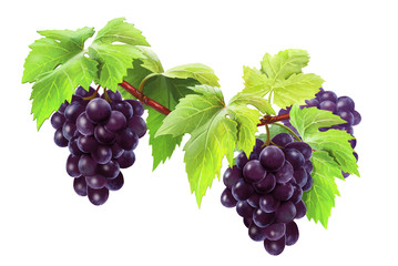 Obraz premium grapes on a branch, isolated on white