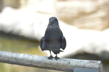Vogel