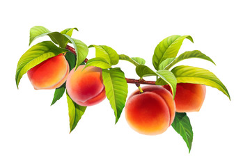 peach on a branch, isolated on white