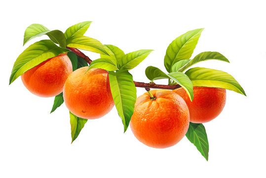 orange on a branch, isolated on white