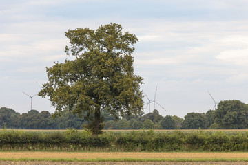 Naklejka premium Ritterhude Anfang September